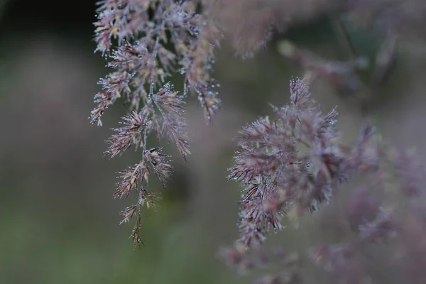 Herbe couverte rosée du matin — Photo