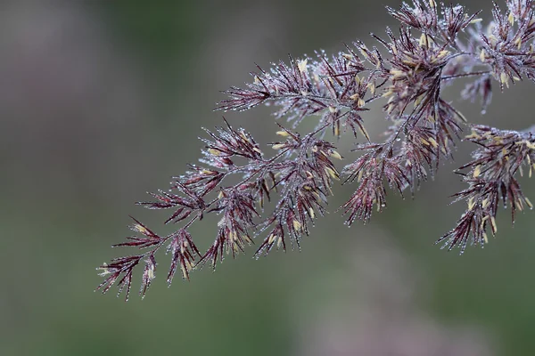 Tráva pokryté ranní Rosa — Stock fotografie