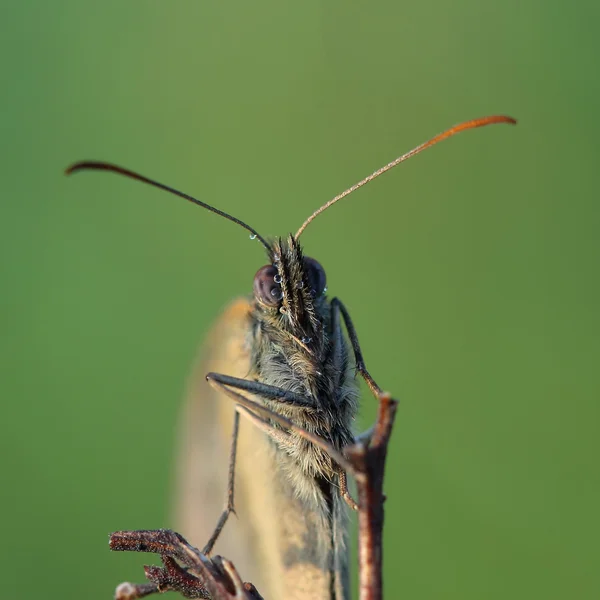 Kelebek - çayır kahverengi (Maniola jurtina) çiğ kaplı. — Stok fotoğraf