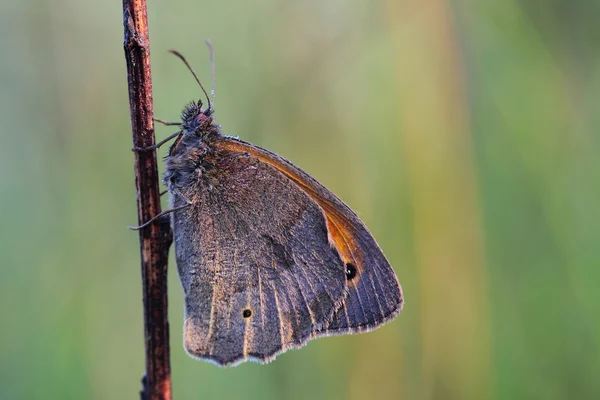 Butterfly - Meadow brown (Maniola jurtina) covered morning dew — Stock Photo, Image