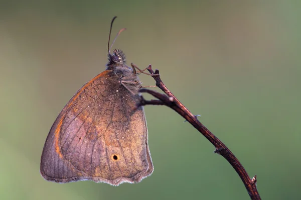 Kelebek - çayır kahverengi (Maniola jurtina) sabah çayır üzerinde — Stok fotoğraf