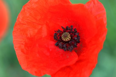 Gelincik çiçeği. Makro