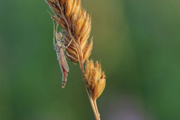 Männchen der Mücke ruht auf Gras — Stockfoto