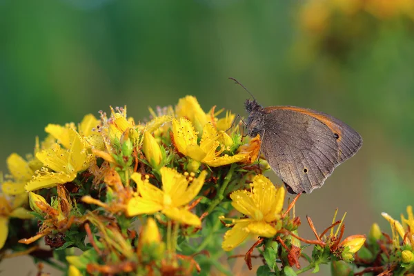 Butterfly - Meadow brown (Maniola jurtina) on flower of St John' — Stock Photo, Image
