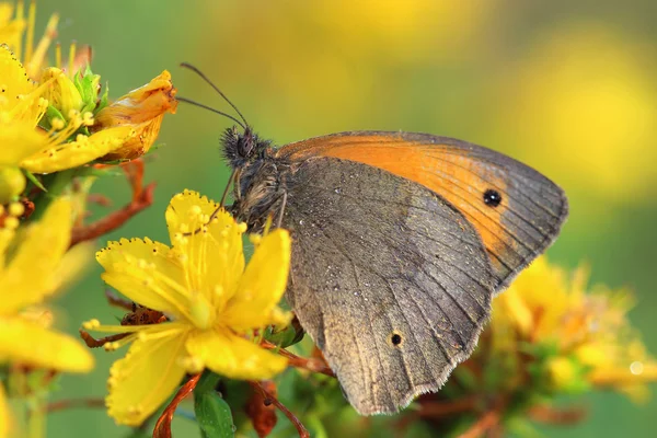 Butterfly - Meadow brown (Maniola jurtina) on flower of St John' — Stock Photo, Image