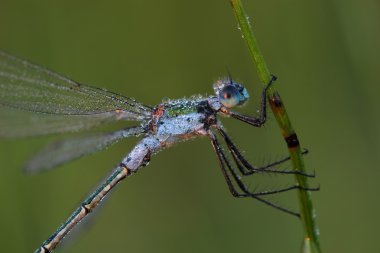 Kızböcekleri çiğ kaplı