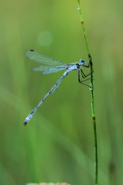 Damselfly cubierto de rocío matutino — Foto de Stock