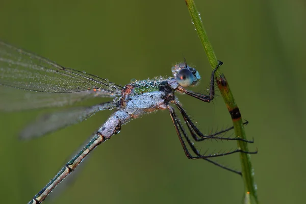 Damselfly coberto orvalho da manhã — Fotografia de Stock