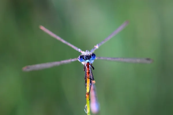 Damselfly coberto orvalho da manhã — Fotografia de Stock