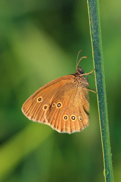 Butterfly - Ringlet (Aphantopus hyperantus) covered morning dew — Stock Photo, Image