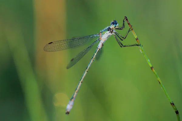 Damselfly coberto orvalho da manhã — Fotografia de Stock