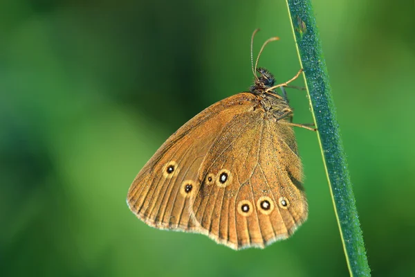 Butterfly - Ringlet (Aphantopus hyperantus) covered morning dew — Stock Photo, Image