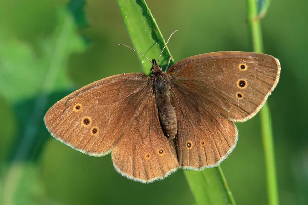 Butterfly - Ringlet (Aphantopus hyperantus) covered morning dew — Stock Photo, Image