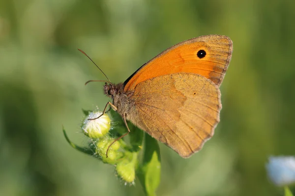 Motýl - hnědé louky (Maniola jurtina) — Stock fotografie