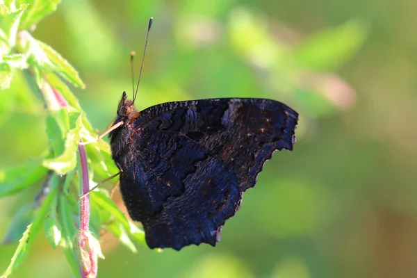 Schmetterling - Tagpfauenauge (inachis io) ruht sich auf Gras aus — Stockfoto