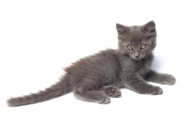 Gri kedi yavrusu bembeyaz