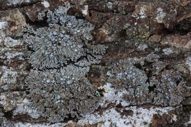 Kül kabuk üzerinde liken