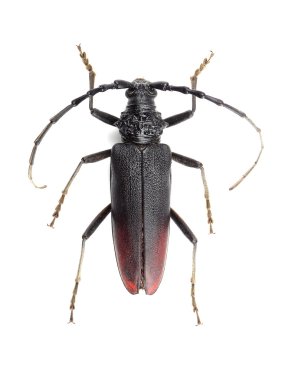 Beyaz izole büyük Oğlak böceği (Cerambyx cerdo)