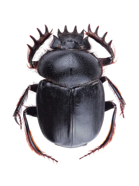 Escarabajo de estiércol (Scarabeus sacer) aislado en blanco — Foto de Stock