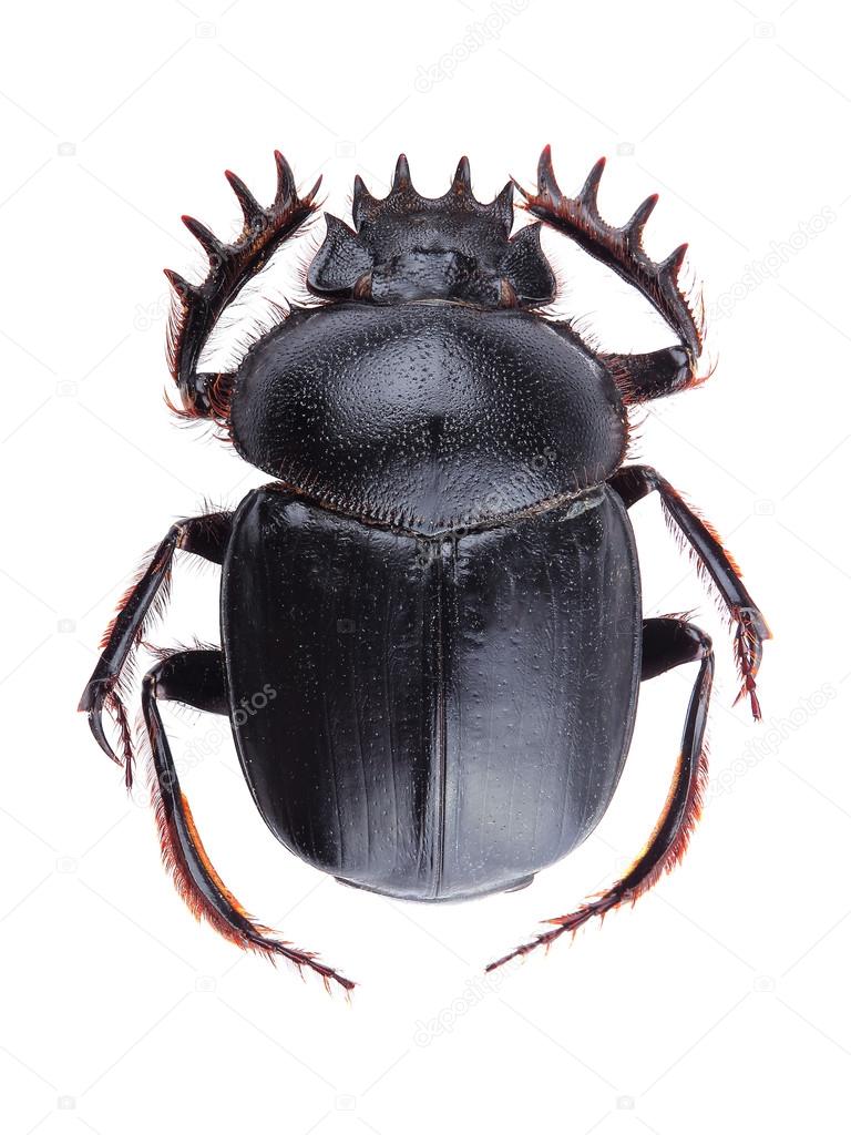 Dung beetle (Scarabeus sacer) isolated on white