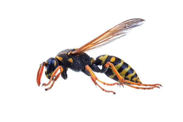 Wasp isolated on white — Stock Photo, Image