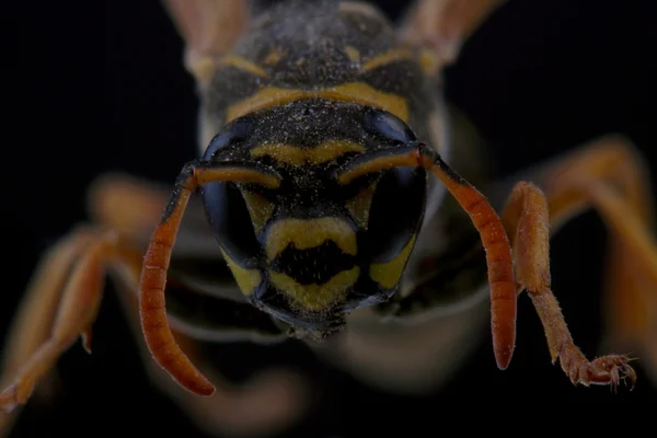 Wasp na černém pozadí — Stock fotografie