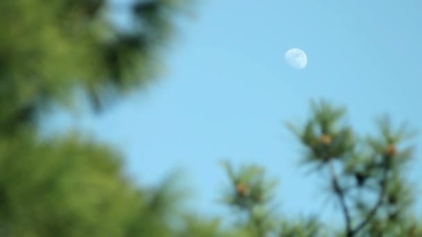 Ağaçlar gökyüzü ay Hd — Stok video