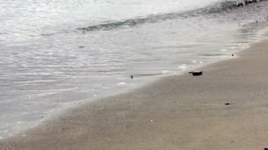 Beach denizden dalgaların kıyıya geri acele gel.