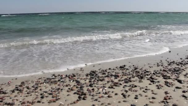 Muscheln am tropischen Sandstrand — Stockvideo