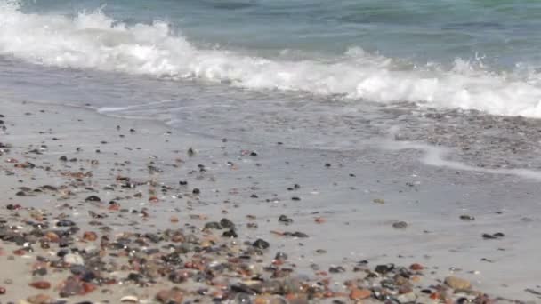 Pěkný mušlemi na písečné pláži — Stock video
