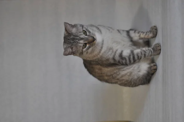 Gri Kedi Aşağı Bakıyor — Stok fotoğraf