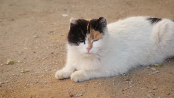 Evsiz Bir Kedi Yerde Yatıyor — Stok video