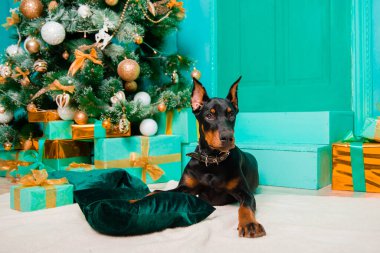 Doberman köpek yavrusu beyaz bir kürkün üzerine uzanmış, bir Noel ağacının arka planında..