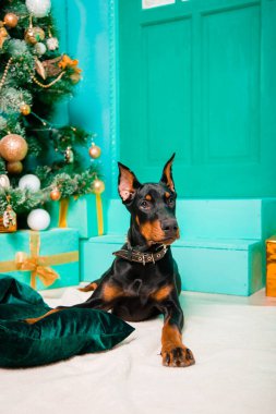 Doberman köpek yavrusu beyaz bir kürkün üzerine uzanmış, bir Noel ağacının arka planında..