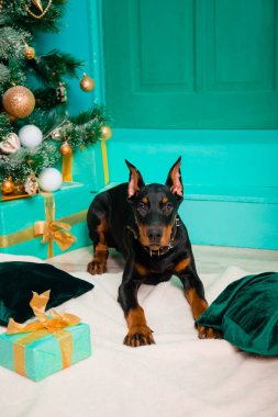 Doberman köpek yavrusu beyaz bir kürkün üzerine uzanmış, bir Noel ağacının arka planında..