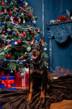 Siyah bir Doberman köpeği, bir kürk halısında Noel ağacının ve dekoratif bir şöminenin önünde oturur..