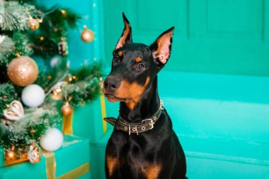 Oturan bir köpeğin portresi, bir Noel ağacının arka planında duran siyah bir Doberman köpeği, oturmayı emreder..