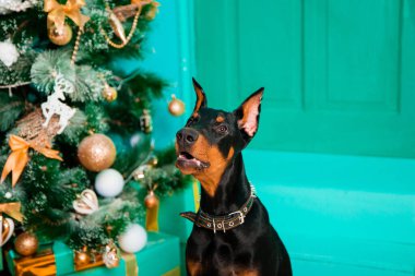 Oturan bir köpeğin portresi, bir Noel ağacının arka planında duran siyah bir Doberman köpeği, oturmayı emreder..