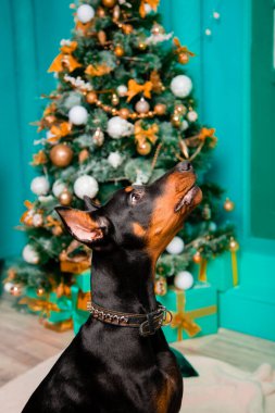 Oturan bir köpeğin portresi, bir Noel ağacının arka planında duran siyah bir Doberman köpeği, oturmayı emreder..