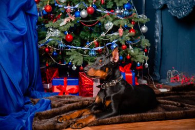 Siyah bir doberman köpek yavrusu bir Noel ağacının arka planında kürk halıya uzanıyor ve hediyeler veriyor..