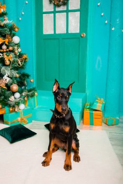 Doberman Pinscher cinsinden bir köpek yavrusu, siyah renkli, beyaz bir kürkün üzerinde oturuyor. Bir Noel ağacının arka planında, stüdyonun dekoratif kapılarında ve verandasında..