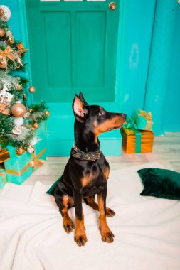 Doberman Pinscher cinsinden bir köpek yavrusu, siyah renkli, beyaz bir kürkün üzerinde oturuyor. Bir Noel ağacının arka planında, stüdyonun dekoratif kapılarında ve verandasında..