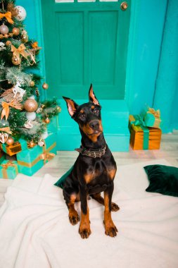 Doberman Pinscher cinsinden bir köpek yavrusu, siyah renkli, beyaz bir kürkün üzerinde oturuyor. Bir Noel ağacının arka planında, stüdyonun dekoratif kapılarında ve verandasında..