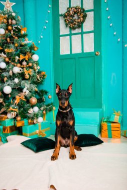 Doberman Pinscher cinsinden bir köpek yavrusu, siyah renkli, beyaz bir kürkün üzerinde oturuyor. Bir Noel ağacının arka planında, stüdyonun dekoratif kapılarında ve verandasında..