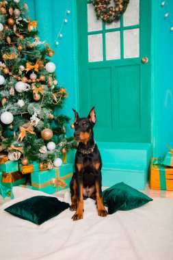 Doberman Pinscher cinsinden bir köpek yavrusu, siyah renkli, beyaz bir kürkün üzerinde oturuyor. Bir Noel ağacının arka planında, stüdyonun dekoratif kapılarında ve verandasında..