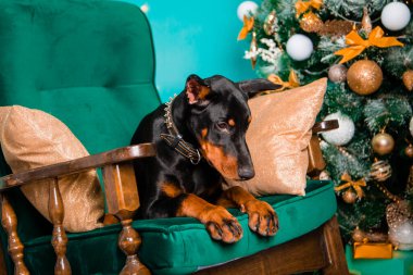 Siyah bir Doberman Pinscher yavrusu Noel ağacının yanındaki sallanan sandalyede yatıyor..