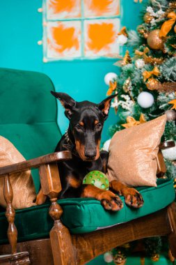 Siyah bir Doberman Pinscher yavrusu Noel ağacının yanındaki sallanan sandalyede yatıyor..