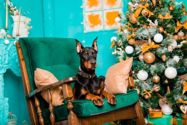 Siyah bir Doberman Pinscher yavrusu Noel ağacının yanındaki sallanan sandalyede yatıyor..
