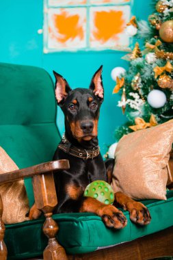 Siyah bir Doberman Pinscher yavrusu Noel ağacının yanındaki sallanan sandalyede yatıyor..