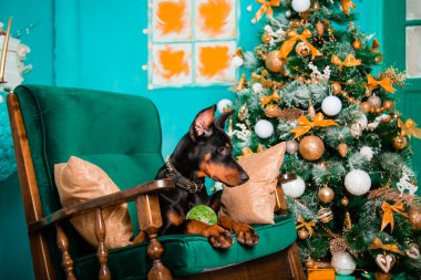 Siyah bir Doberman Pinscher yavrusu Noel ağacının yanındaki sallanan sandalyede yatıyor..